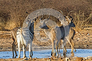 Greater Kudu and solitary Zebra