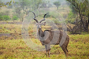 Greater Kudu standing in a thundershower in the Kruger Park