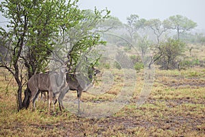 Greater Kudu standing in a thundershower in the Kruger Park