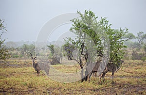 Greater Kudu standing in a thundershower in the Kruger Park