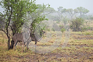 Greater Kudu standing in a thundershower in the Kruger Park photo