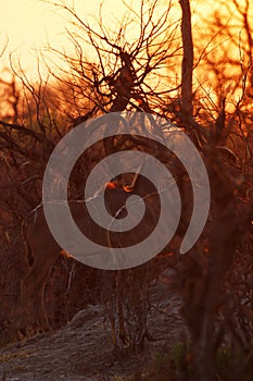 Greater Kudu Sunset Safari