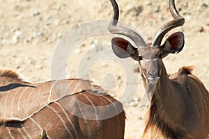 Greater Kudu photo