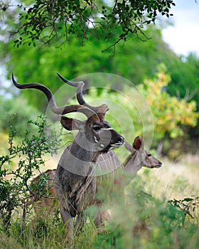 Greater Kudu (Tragelaphus strepsiceros) photo