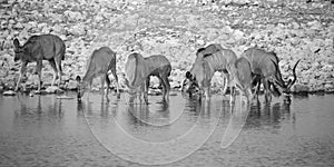 Greater kudu Tragelaphus strepsiceros