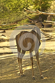 The greater kudu Tragelaphus strepsiceros.