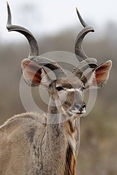 Greater Kudu (Tragelaphus strepsiceros)