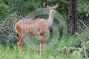 Greater kudu (Tragelaphus strepsiceros)