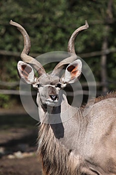 Greater kudu (Tragelaphus strepsiceros).