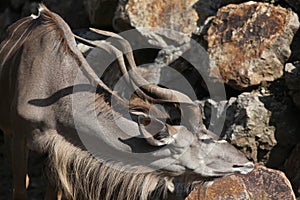 Greater kudu (Tragelaphus strepsiceros).