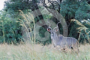 Greater Kudu Tragelaphus strepsiceros