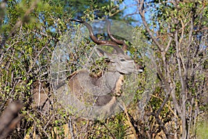 Greater kudu Tragelaphus strepsiceros Africa safari wildlife and wilderness