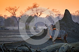 Greater Kudu, Tragelaphus strepsiceros, an African antelope, male with huge twisted horns lit by the morning sun, against the