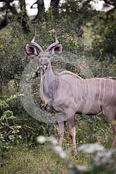 Greater kudu, Tragelaphus strepsiceros, antelope of eastern and southern Africa. Kudu, large adult male greater kudu.