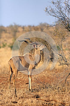 The greater kudu Tragelaphus strepsiceros, big bul feeds on the leaves of flowering shrub in dry bush