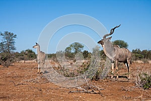 Greater Kudu Tragelaphus strepsiceros couple pair male and female looking alert in the bushveld