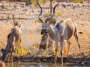 Greater kudu Tragelaphus strepsiceros drinking at the waterhole, Ongava Private Game Reserve  neighbour of Etosha, Namibia.