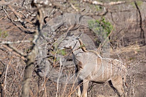 Greater kudu Tragelaphus strepsiceros feeding