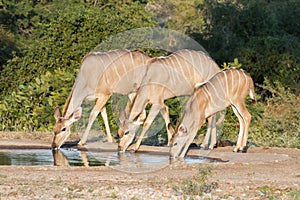 Greater Kudu Tragelaphus strepsiceros female family drinking at a waterhole with reflections