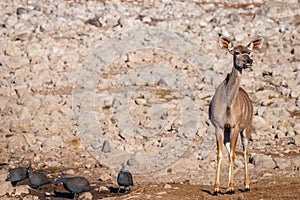 Greater kudu Tragelaphus strepsiceros, female, looking alert, Etosha National Park, Namibia.