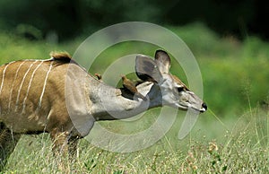 GREATER KUDU tragelaphus strepsiceros, FEMALE WITH RED-BILLED OXPECKER buphagus erythrorhynchus ON NECK, KENYA