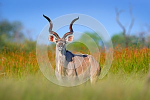 Greater kudu, Tragelaphus strepsiceros, handsome antelope with spiral horns. Animal in the green meadow habitat, Okavango delta, photo