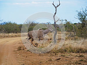 Greater kudu, Tragelaphus strepsiceros. Madikwe Game Reserve, South Africa