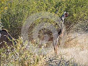 Greater kudu, Tragelaphus strepsiceros. Madikwe Game Reserve, South Africa