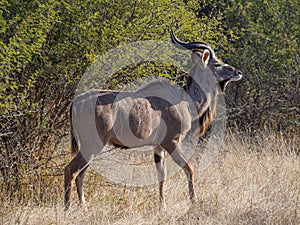 Greater kudu, Tragelaphus strepsiceros. Madikwe Game Reserve, South Africa