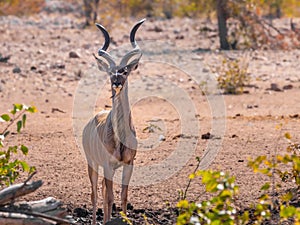 Greater kudu Tragelaphus strepsiceros, Ongava Private Game Reserve  neighbour of Etosha, Namibia.