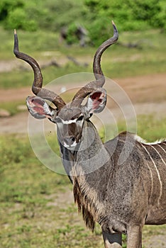 Greater Kudu: Tragelaphus strepsiceros portrait,