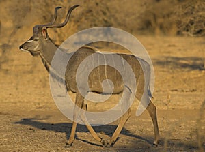 Greater Kudu (Tragelaphus strepsiceros) walking