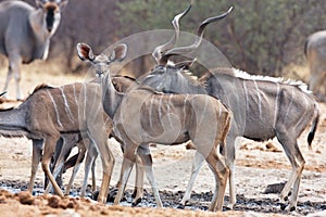 Greater kudu, Tragelaphus strepsiceros, at the waterhole Bwabwata, Namibia