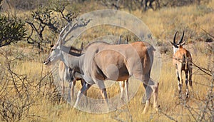 Greater kudu Tragelaphus strepsiceros is a woodland antelope