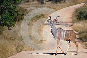 The greater kudu (Tragelaphus strepsiceros)