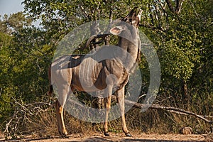 Greater Kudu Tragelapus strepsiceros bull 10822
