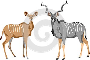 Greater kudu vector illustration