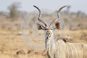 Greater kudu walking in savannah