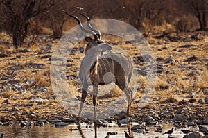 Greater Kudu in a waterhole in the Etosha National Park in Namibia