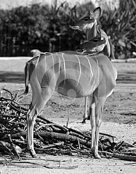 Greater kudu is a woodland antelope