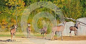 Greater kudu is a woodland antelope