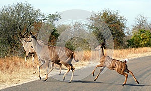Greater kudu is a woodland antelope