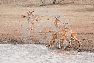 Greater kudus and impalas
