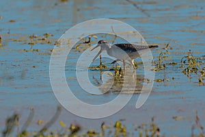Greater and lesser Yellowlegs feeding at swamp photo