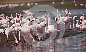 Greater and Lester flamingos