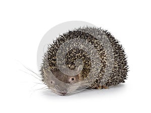 Greater Madagascar Tenrec on white background