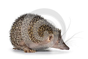 Greater Madagascar Tenrec on white background