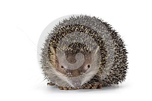 Greater Madagascar Tenrec on white background