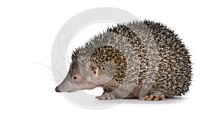 Greater Madagascar Tenrec on white background