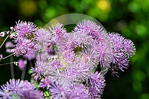 Greater meadow rue (thalictrum aquilegiifolium